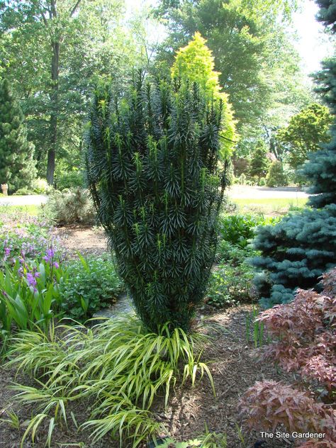 cephalotaxus | Cephalotaxus harringtonia 'Fastigiata' - The Site Gardener Cephalotaxus Harringtonia, Evergreen Landscaping, Hydrangea Potted, Japanese Painted Fern, Shade Gardens, Lombok, Shade Garden, Botany, Garden Inspiration