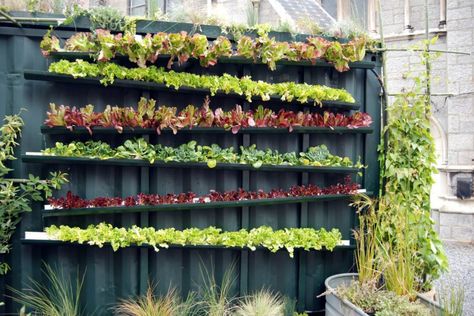 Grow Food, Not Lawns posted this image of an ingenious garden made from rain gutters, which are arranged to let water drain down from the top. Kebun Herbal, Diy Container, Gutter Garden, Lots Of Plants, Vertical Vegetable Garden, Urban Gardens, Garden Hacks, Vertical Farming, Plants Growing