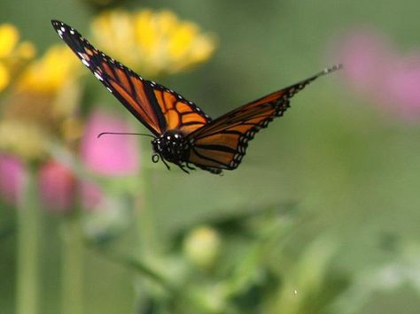 A monarch butterfly is illuminated by the fading rays of the evening sunshine at Washington Irving’s Sunnyside Flying Monarch Butterfly, Monarch Butterfly Flying, Monarch Butterflies Photography, Butterfly In Flight, Tarrytown New York, Butterflies In Flight, Butterfly Flying, Flying Butterflies, Flying Butterfly