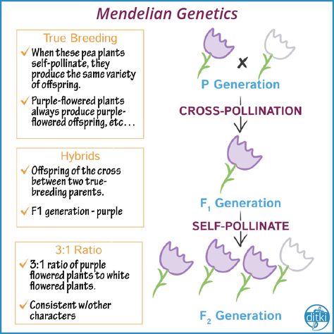 Mendelian Genetics Notes, Genetics Notes, Mendelian Genetics, Biology Genetics, General Biology, Purple Cross, Biology Notes, Cell Biology, Pre Med