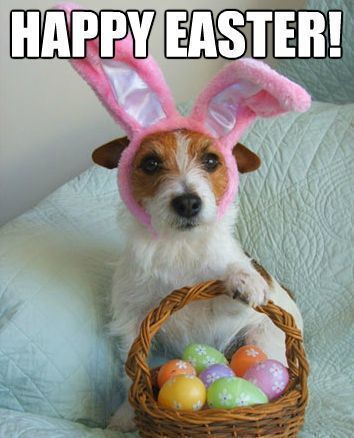 Happy Easter! Don't miss our funny Easter memes and images for sharing #easter #easterbunny #funnymemes #funny #funnypictures #memes #memesdaily #memesfacebook #lol Funny Easter Images, Funny Easter Wishes, Funny Easter Pictures, Easter Memes, Happy Easter Funny, Happy Easter Quotes, Adult Easter, Happy Easter Wishes, Easter Quotes