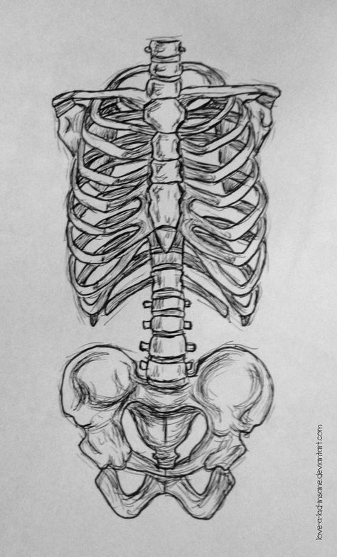 Human Skeleton, A Drawing, Skeleton, Tattoo Ideas, Sketch, Deviantart, Human, Black