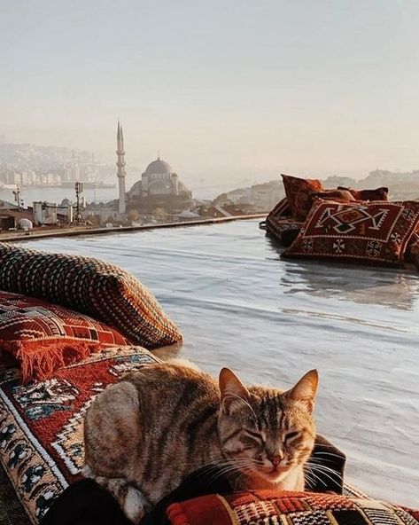 Aesthetic Istanbul, Bosphorus Istanbul, Istanbul Travel Guide, Istanbul City, Cat Obsession, Cat City, Istanbul Travel, Stray Cats, Hagia Sophia