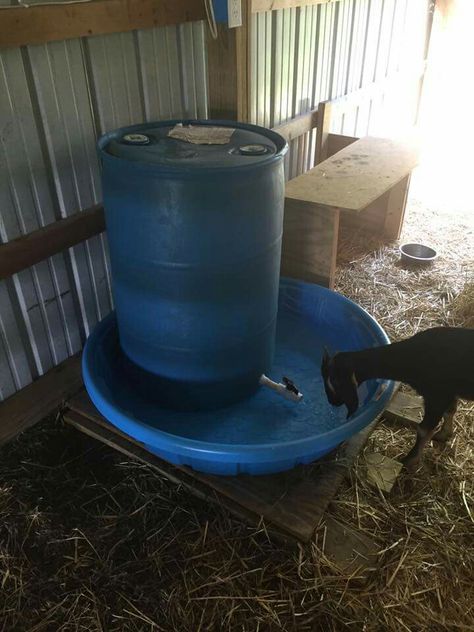 Goat waterer - 55 gallons - Kid safe Harvest Rainwater, Goat Feeder, Goat Playground, Goat Shelter, Goat Pen, Goat Milking, Farm Hacks, Greenhouse Design, Barn Hacks