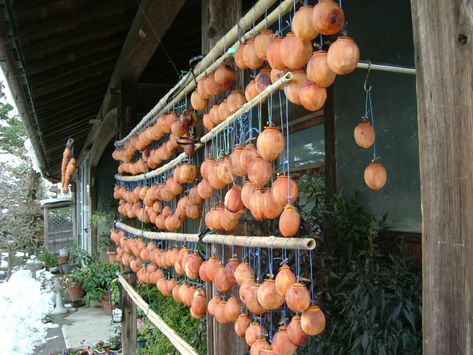 Persimmon: The Divine Fruit of Autumn — Seattle Japanese Garden Japanese Persimmon Recipe, Japanese Persimmon, Seattle Japanese Garden, Persimmon Recipes, Northern Japan, Persimmon Fruit, Types Of Sushi, Haiku Poetry, Fall Fruits