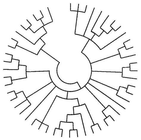 evolutionary phylogenetic tree for a tattoo                              … Evolutionary Tree, Biology Tattoo, Tree Tat, Phylogenetic Tree, Evolution Tattoo, Science Tattoo, Science Tattoos, Tree Circle, Filipino Tattoos