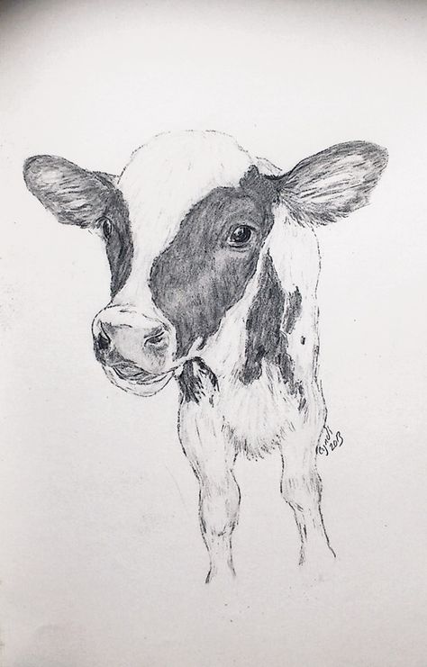 Farm Sketches Pencil, Cow Pencil Drawings, Farm Animal Sketches, Cow Sketch Easy, Simple Cow Drawing, Farm Animal Drawings, Cows Drawing, Calf Drawing, Cow Drawings