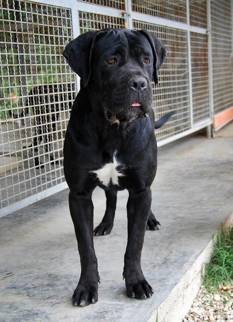 Cane Corso Natural Ears, Female Cane Corso, Italian Mastiff Puppies, Chien Cane Corso, Cane Corsos, Mastiff Puppies, Big Dog Breeds, Cane Corso Dog, Corso Dog