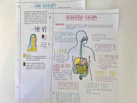 Biology Notes Aesthetic Digestive System, Digestive System Drawing Aesthetic, Digestion Notes Aesthetic, Alimentary Canal Notes, Digestive System Diagram Aesthetic, Aesthetic Digestive System, Biology Digestive System Notes, The Digestive System Notes, Digestive System Aesthetic