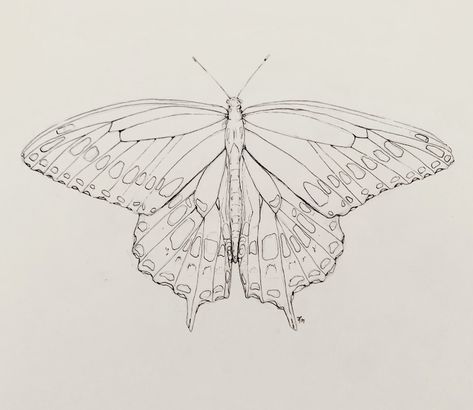 butterfly sketch layered with ink outlining Butterfly Sketch Realistic, Single Line Butterfly Drawing, Butterfly Reference Drawing, Buterfluffy Sketch, Butterfly Ink Drawing, Aesthetic Butterfly Sketch, Sketching Butterflies, Butterfly Drawing Simple, Butterfly Drawing Aesthetic