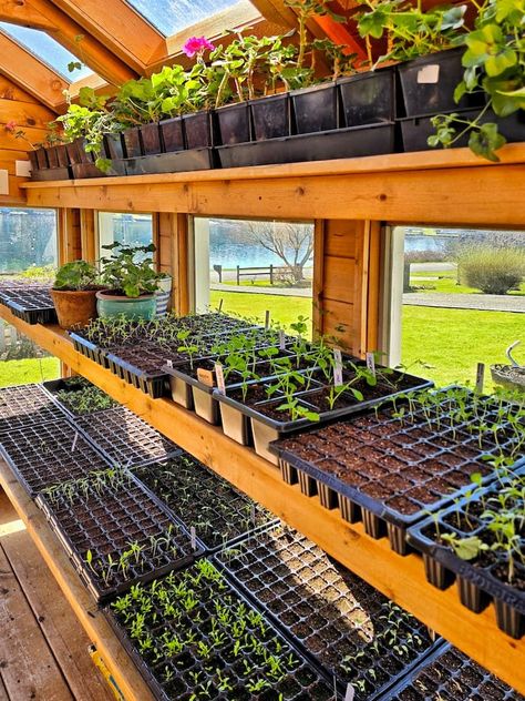 Seedling Organization, Greenhouse Vertical Garden, Greenhouse Veggie Garden, Greenhouse Setup Inside, Selling Seedlings, Garden Set Up Ideas, Green House Ideas Interior, Greenhouse Organization Ideas, Green House Interior Ideas