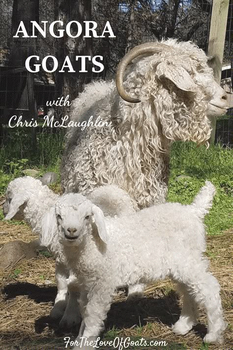 Fibre Sources, Goats In Winter, Goats As Pets, Oberhasli Goats, Alpaca Facts, Fiber Animals, Goat Health, Keeping Goats, Angora Goat Mohair