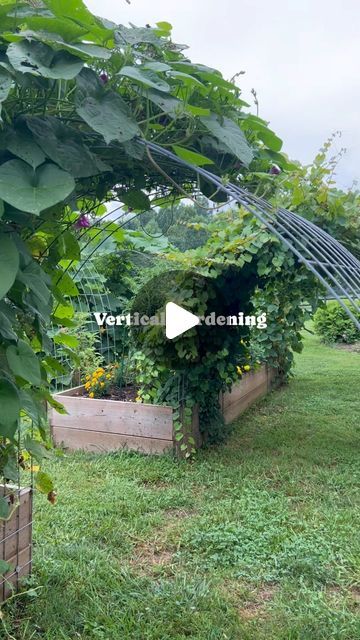 Zucchini Vertical Growing, Gardening Zucchini Growing Tips, Growing Squash Vertically, Planting Zucchini Vertically, Vertical Growing, Grow Vertically, Vining Plants, Back Strain, Tiny Balcony