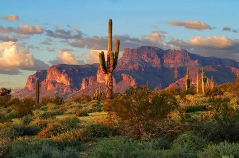 American Desert Landscape, Western Landscape Photography, Arizona Desert Aesthetic, Landscapes Horizontal, Mesa Landscape, American Mountains, Western Scenery, Superstition Mountains Arizona, Mountain Desert