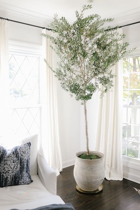 How to Care for an Indoor Olive Tree - Danielle Moss Olive Tree Indoor, Olivier En Pot, Indoor Olive Tree, Tree Indoor, Indoor Tree, Faux Olive Tree, Indoor Trees, Mcgee & Co, Potted Trees