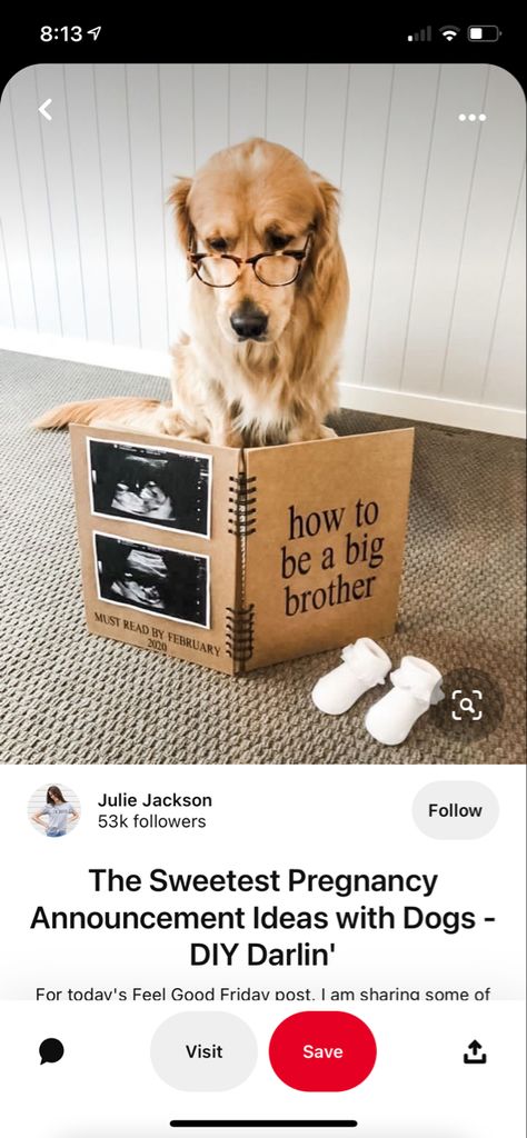 Dog Baby Announcement, Big Brother Announcement, Dog Pregnancy Announcement, Cute Pregnancy Announcement, Pregnancy Announcement Photos, Pregnant Dog, Baby Room Neutral, Dog Business, Baby Arrival