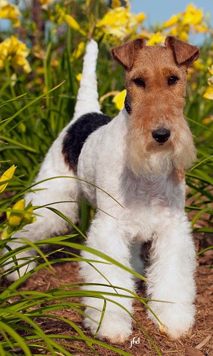 Fox terrier de pelo duro Fox Terriers, Wire Fox Terrier, Group 3, Fox Terrier, Fox, Dogs, Animals