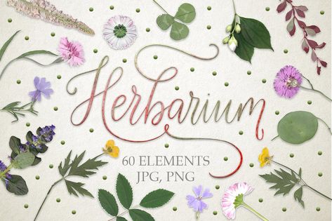 Herbarium. 60 real herbarium element #Flowers#dried#set#herbarium Herbarium File, Cute Plants, Real Nature, Trendy Flowers, Snow Angels, Graphic Design Resources, Red Ink, Creative Sketches, Pencil Illustration