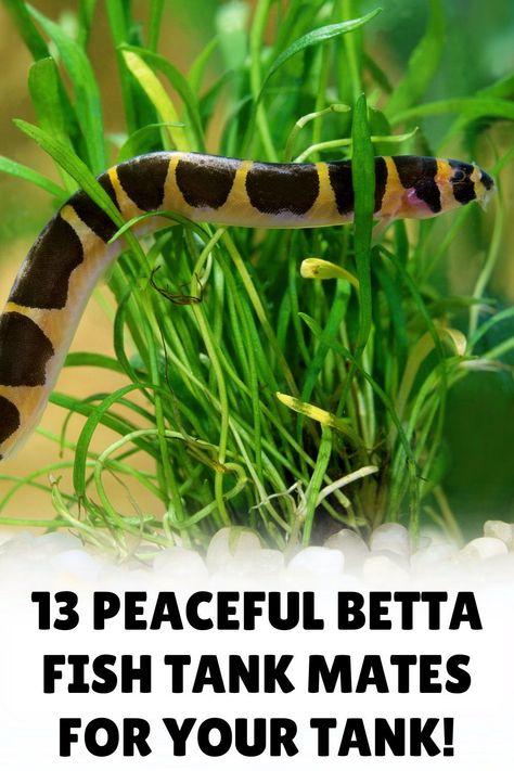 Dive into the fascinating world of betta fish companionship with our informative blog post on betta fish tank mates. Uncover which fish are the most compatible with bettas and how to ensure a successful cohabitation. Visit our blog to explore and enhance your aquarium experience! Fish Compatible With Betta, Betta Fish Tank 10 Gallon, 8 Gallon Fish Tank Ideas, How To Set Up A Fish Tank, Beta Tank Mates, Koi Betta Fish Tank, Betta Fish Terrarium, Koi Fish Aquarium Indoor, Betta Fish Setup