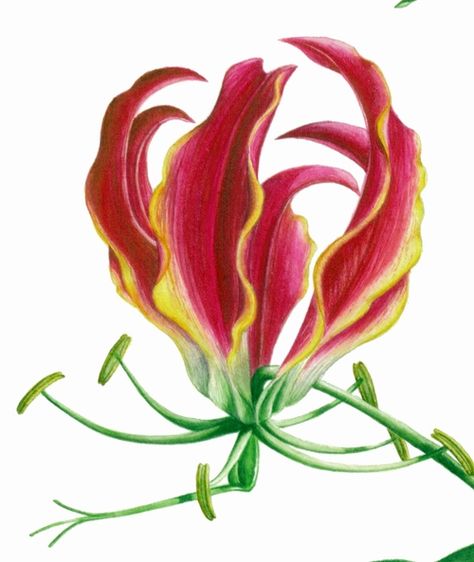 Flame Lilly, Flame Lily, Gloriosa Lily, Fire Lily, Lilies Drawing, Lily Flower Tattoos, Wafer Paper Flowers, Watercolor Flowers Tutorial, Animal Stencil