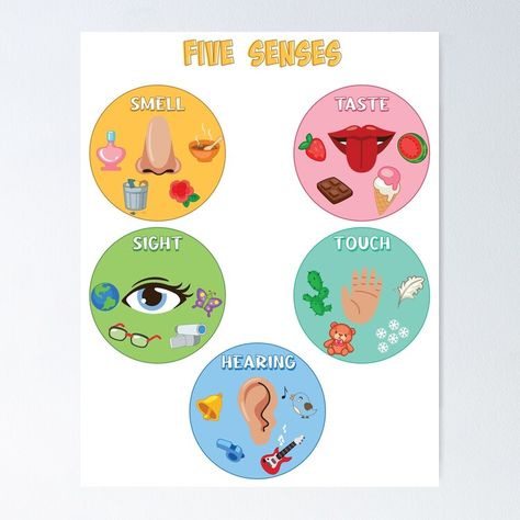 Get my art printed on awesome products. Support me at Redbubble #RBandME: https://www.redbubble.com/i/poster/Five-Senses-Poster-5-Senses-Classification-Game-Preschool-Kindergarten-Human-Body-Montessori-by-Radouane-Hikki/156991220.LVTDI?asc=u 5 Senses Board Preschool, 5 Senses Poster Preschool, 5 Sense Organs Chart, Sense Organs For Kindergarten, My Body Activities For Preschoolers, 5 Senses Crafts Preschool, 5 Senses Poster, 5 Sense Organs, Five Senses Poster