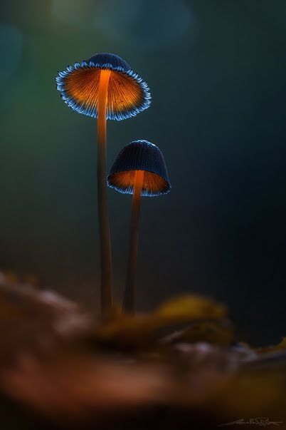 I have no idea what kind of mushroom this is, but with the lighting, the picture is just Amazing by Brent Csutoras Macro Fotografia, Mushroom Pictures, Plant Fungus, Wallpaper Pastel, Mushroom Fungi, Beautiful Forest, Forest Flowers, Carnivorous Plants, Wild Mushrooms