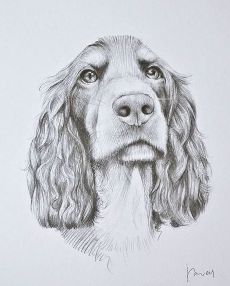 Cocker Spaniel Drawing, Brittney Spaniel, Dog Sketches, Lou Dog, Dog Portraits Art, Dog Patterns, Spaniel Art, Stippling Art, Dog Sketch