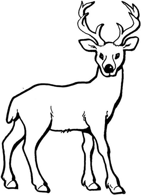 Deer Coloring Page, add pipe cleaner antlers! Deer Sketch, Deer Coloring Pages, Big Buck, Animal Outline, Deer Drawing, Deer Pictures, Color Pages, Color Worksheets, Deer Hunting