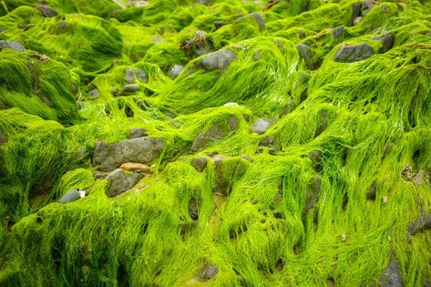 Green Algae, Stone Texture, Background Texture, Yellow Stone, Aquatic Plants, A Rock, Green Stone, Textured Background, Texture