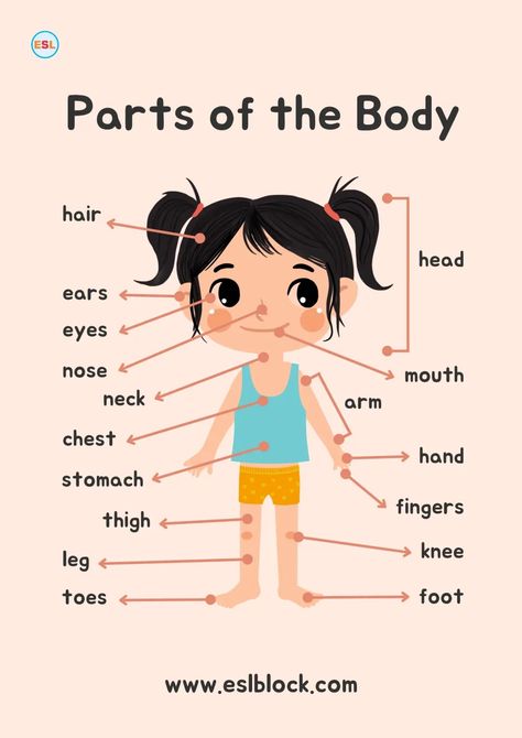 Body Parts Names: English as a Second Language - English as a Second Language Kindergarten Classroom Rules, Parts Of Speech Sentences, Place Poster, 6th Grade Worksheets, Esl Vocabulary, Preschool Classroom Decor, Educational Wall Art, 2nd Grade Worksheets, Valentine Activities