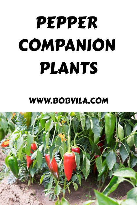 Adding garden buddies, aka companion plants, to your pepper patch can prevent pests and diseases, provide nutrients, and promote better flavor. Companion Plants For Peppers, Garden Buddies, Pepper Companion Plants, Growing Bell Peppers, Plant Friends, Companion Plants, Attracting Beneficial Insects, Permaculture Gardening, Permaculture Design