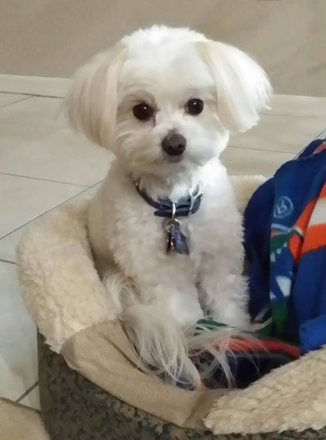 Tinkerbell Haircut, Maltipoo Grooming, Maltese Dogs Haircuts, Maltipoo Haircuts, Puppy Cut, Dog Haircuts, Therapy Dog, Maltese Puppy, Maltese Dogs