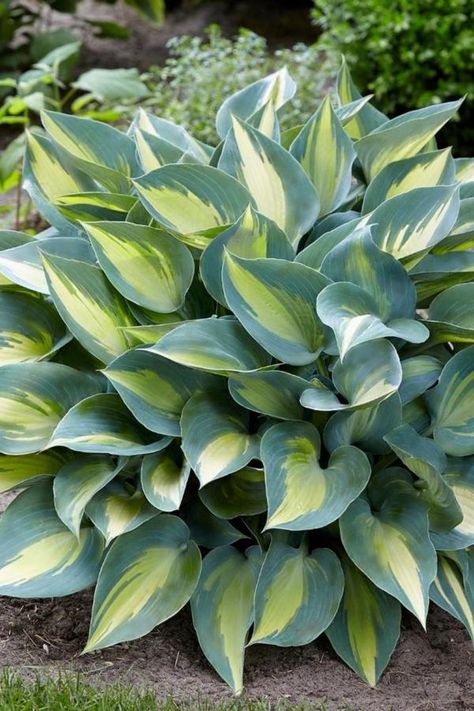 Hostas Plants, Part Shade Perennials, Hosta Varieties, Hosta Plants, Southern Garden, Shade Perennials, Easy Care Plants, Southern Region, Plant Guide