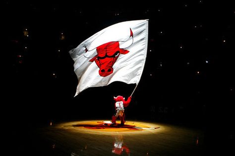 Benny The Bull, Kyle Korver, Chicago Bulls Logo, Bulls Logo, Chicago Bulls Basketball, Bulls Basketball, Bull Art, Chicago Sports, Nba Chicago Bulls