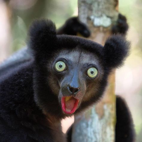 Indri (Indri indri) / Image by camisagroga from instagram Lemur Aesthetic, Animal References, Primates, From Instagram, Nature Animals, Monkeys, Animal Kingdom, Reptiles, Old World