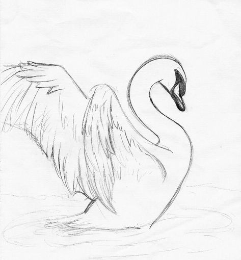 Swan Drawing, Swan Tattoo, 심플한 그림, Figure Drawings, Swans Art, Animal Drawings Sketches, Sketch Ideas, Drawing Stuff, China Painting