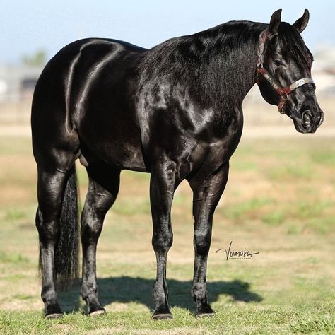 Quarter Horse Black, Black Quarter Horse, Aqha Horses, Horse Coat Colors, Horse Barn Plans, Horse Black, Equine Portraits, Quarter Horses, American Quarter Horse