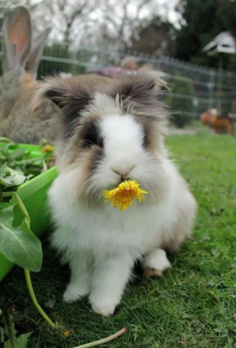 Lionhead rabbit eats a dandelion Lionhead Bunny, Lionhead Rabbit, Lovely Pic, Fluffy Rabbit, Rabbit Eating, A Dandelion, Fluffy Bunny, Pet Bunny