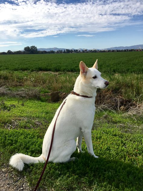 Taiwan Dog, Canaan Dog, Karelian Bear Dog, Alaskan Noble Companion Dog, Russian Caucasian Mountain Dog, Dog Breeds Medium, Ovcharka Caucasian Mountain Dog, Types Of Dogs, Best Dogs