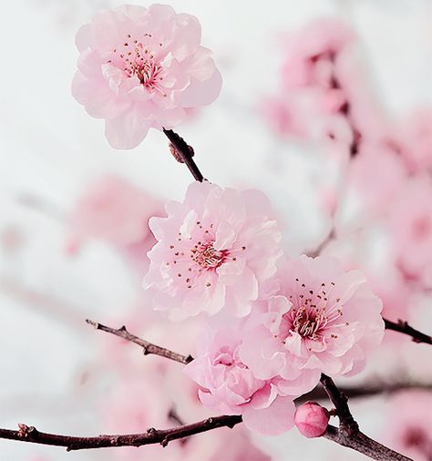 ✧ • be yourself, nobody is better. • ✧ Garden Header, Scenery Inspiration, Flower Japanese, Sakura Tattoo, Japanese Wallpaper, Apple Flowers, Flower Meanings, Sakura Cherry Blossom, Pink Love