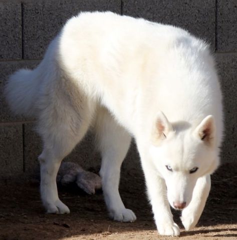 Six Of Crows Matthias, White Wolf Dog, Fenrys Moonbeam, Matthias Helvar, White German Shepherd, Pretty Dogs, Aesthetic Tumblr, Pretty Animals, Six Of Crows