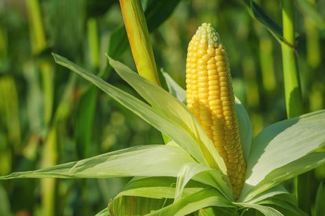 Jagung Aesthetic, Corn Grits, Bean Varieties, Corn Stalks, Squash Seeds, Corn Field, Corn Seed, Yellow Corn, Garden Plots