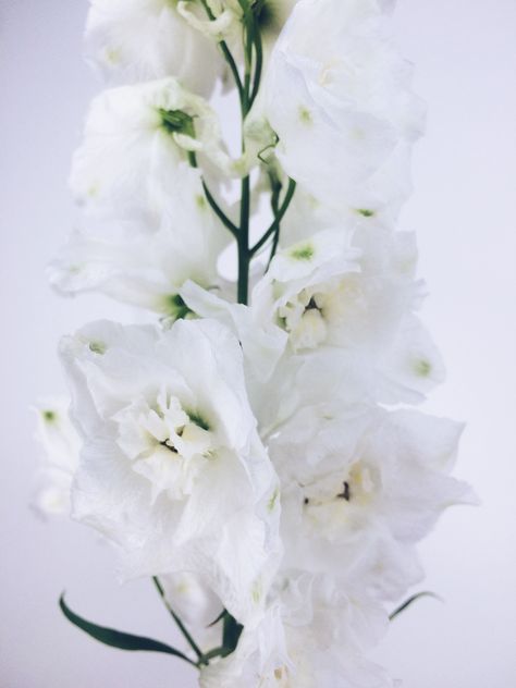 #delphinium #white Delphinium White, White Delphinium, Delphinium, Plants, 10 Things, White