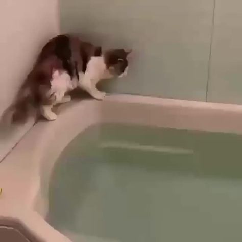 r/watchcatsdieinside Cat In Bathtub, Baby Animal Videos, Chat Kawaii, Cat Jokes, Funny Cats And Dogs, Funny Animal Memes, Animal Jokes, Funny Cat Videos, Kitty Cats