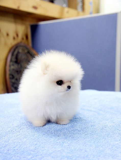 Pomeranian Boo, Pomeranian Dogs, Pomeranian Puppy Teacup, Teacup Dogs, Teacup Chihuahua Puppies, Cute Fluffy Dogs, Mini Puppies, Tattoo Dog, Teacup Pomeranian