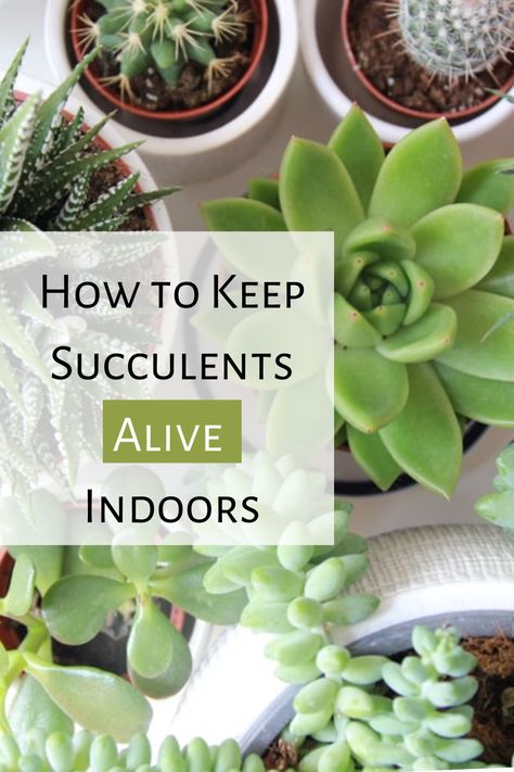 Without care, you can kill hardy plants like succulents as well. Find out how to keep succulents alive indoors Plant Guide, Hardy Plants, Beginners Guide, Planting Succulents, Succulent, Your Perfect, Canning, Plants