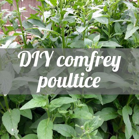 Comfrey Poultice, Witch's Apothecary, Comfrey Salve, Sprains And Strains, Dressage Training, Witchy Stuff, Horse Stuff, Equestrian Style, Herbal Medicine