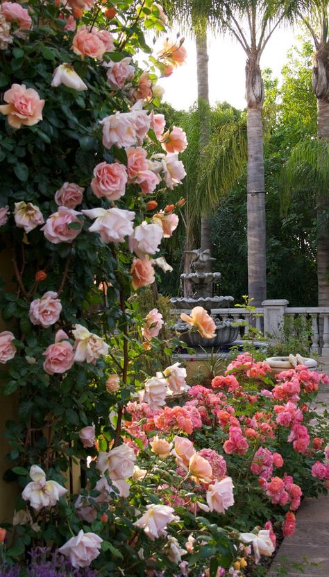 Growing Garden, Rose Garden Design, Rose Trellis, Climbing Rose, Garden Beautiful, Art Attack, Climbing Roses, Garden Care, Garden Lovers