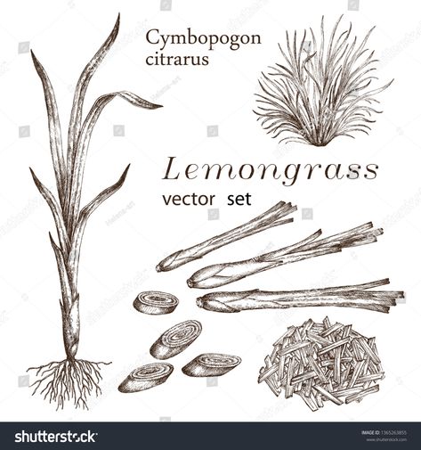 Lemon Grass Drawing, Lemon Grass Illustration, Lemongrass Tattoo, Lemongrass Illustration, Spices Illustration, Hawaiian Nature, Grass Drawing, Lemon Plant, Gardening Tricks