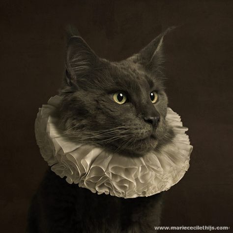 Marie Cécile Thijs - White Collar Series  CATS WEARING AN ANTIQUE ELIZABETHAN RUFF   'White Collar' is one of the... Ruff Collar, Fancy Cats, Cat Portraits, Cat Care, Cat Painting, Cat Photo, White Collar, Crazy Cats, Kitsch